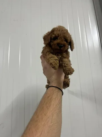 Toy Poodle